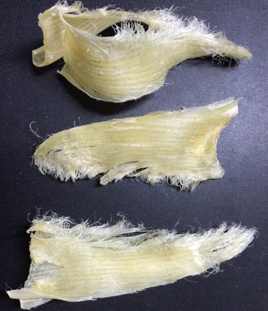 魚翅-白青翅片 【只限香港地區】