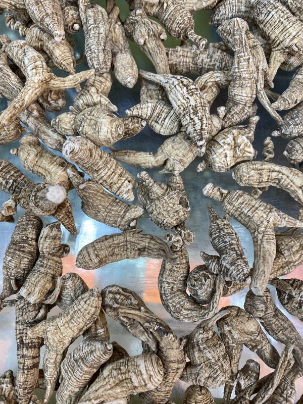美國野山人蔘 野山大三半泡參(限香港发貨)每両4200元/3000元（每両約37.5克））